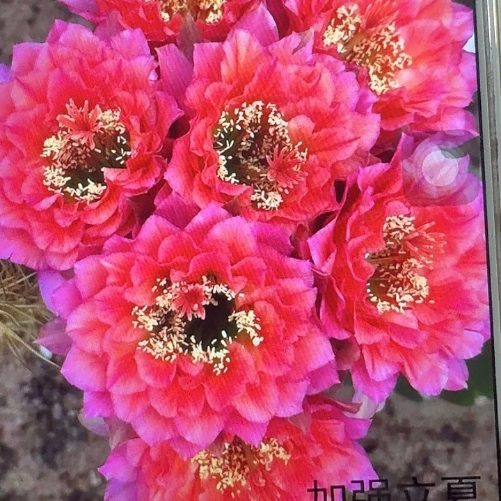 加强立夏侧芽5公分左右毛花柱（20包邮）容易掉刺