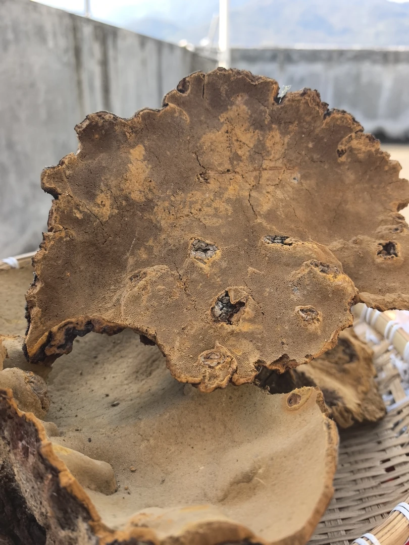 云南土特产 滋补农产品 *-桑*-黄