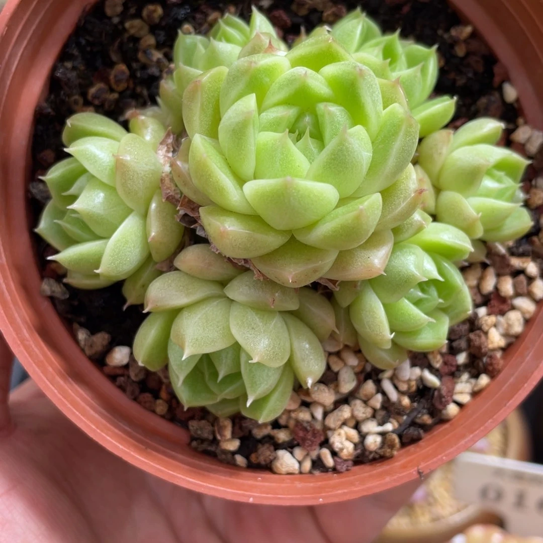 0679麦秆不带盆9厘米