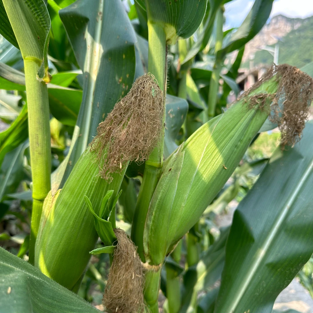 贵州农家自种新鲜白玉米现摘现发软糯香甜白糯玉米苞谷种植带壳