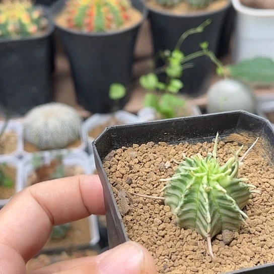 无花朵斑马大戟自根球