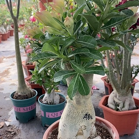 【闪购商品】无花朵源***舞绿