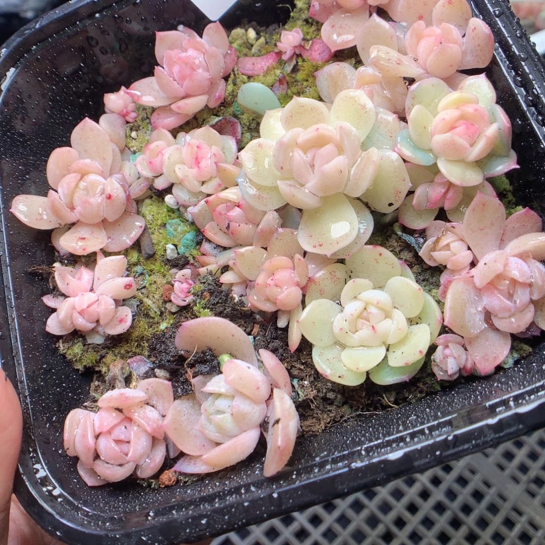 无花朵F77 云岚yyyyy