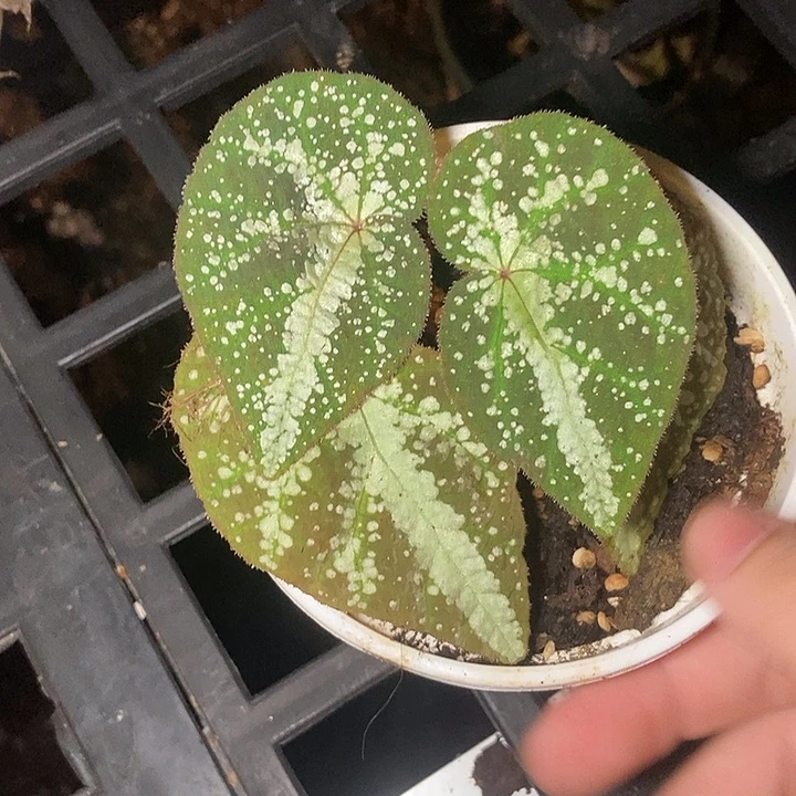 变异秋海棠一物一拍