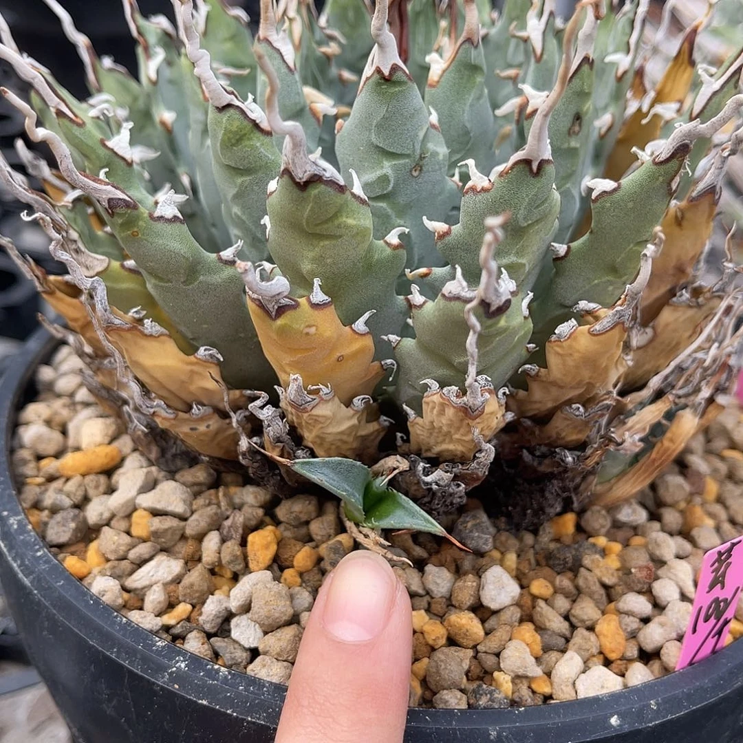 泡面刺妖炎侧芽1颗100