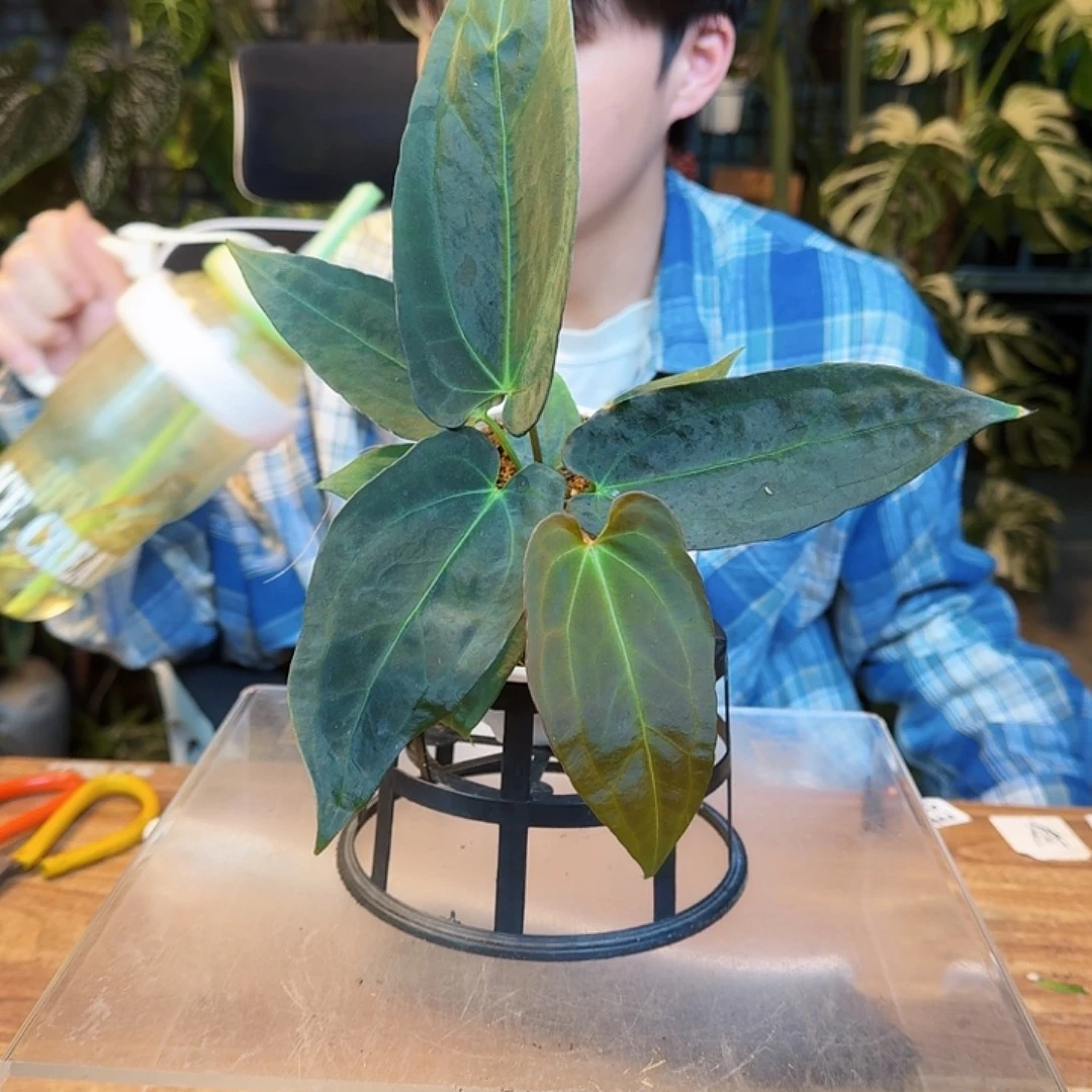 小***鱼完全开放一物一拍O60
