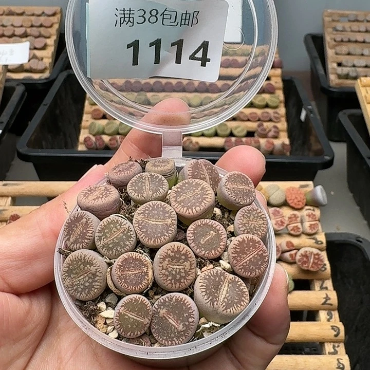 1114清框特价窗54