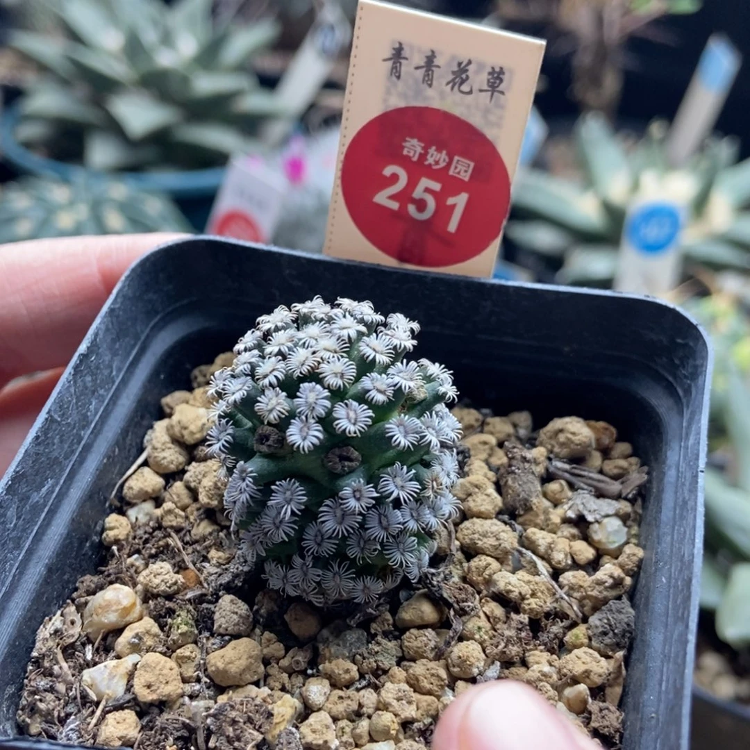 实生红花克氏丸2.5cm