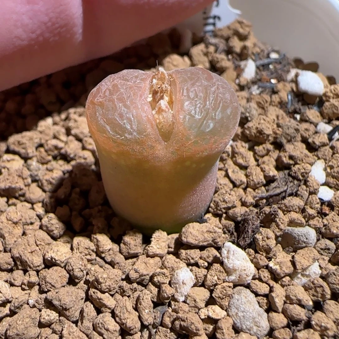 肉锥多肉植物组合-流沙858