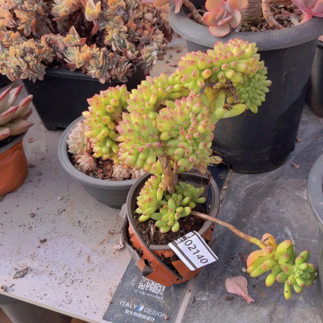 春萌缀多肉植物02140