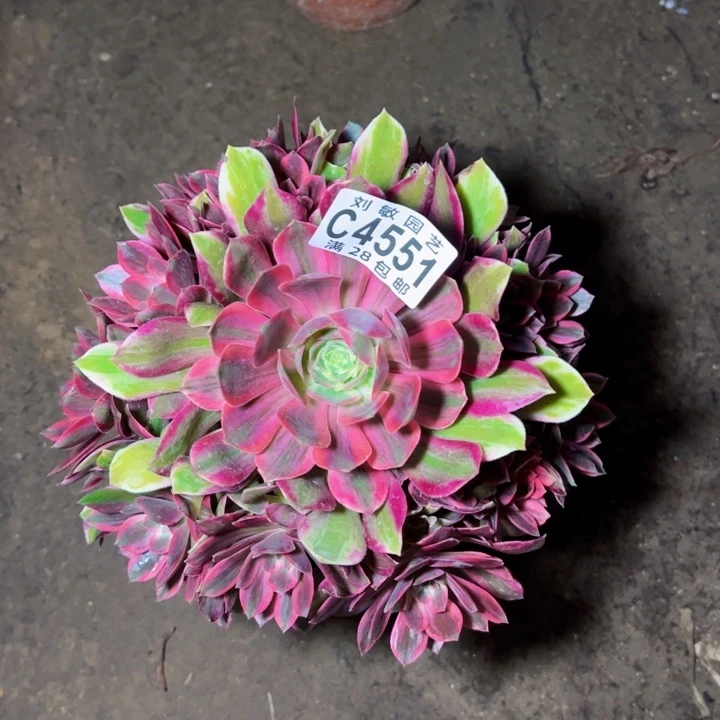 很**.4551多肉植物法师法师