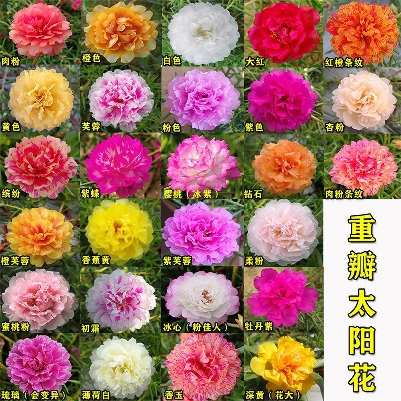 多色太阳花辫子棒棒糖造型花卉植物盆栽