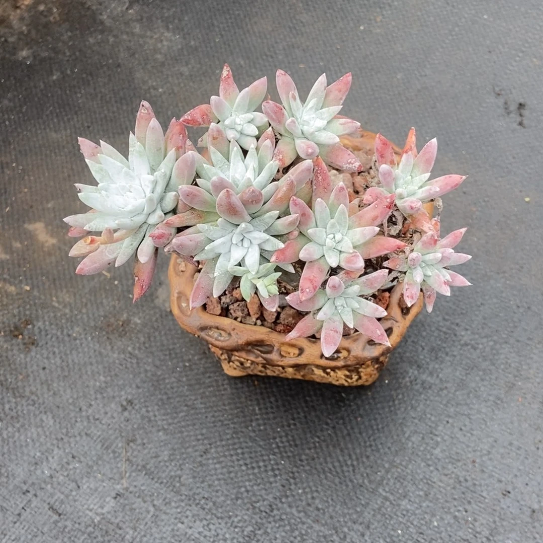 白亚多肉植物啦啦啦