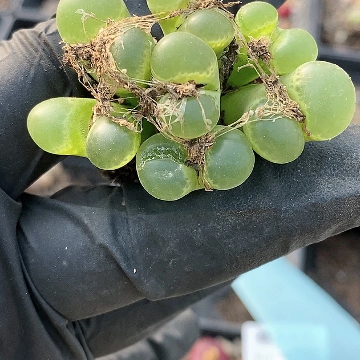 桃喜花园0117-5风铃福利