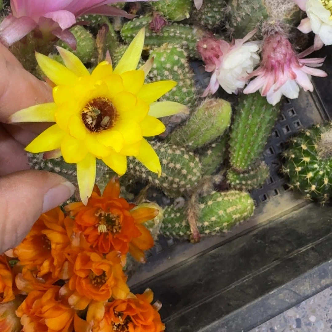 217白檀维尔吉娜太阳3个无根侧牙小，20包邮