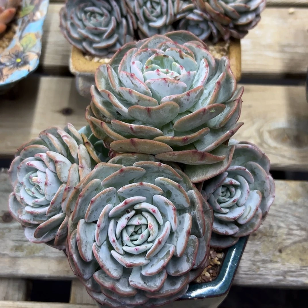 勃朗峰18 零零多肉植物