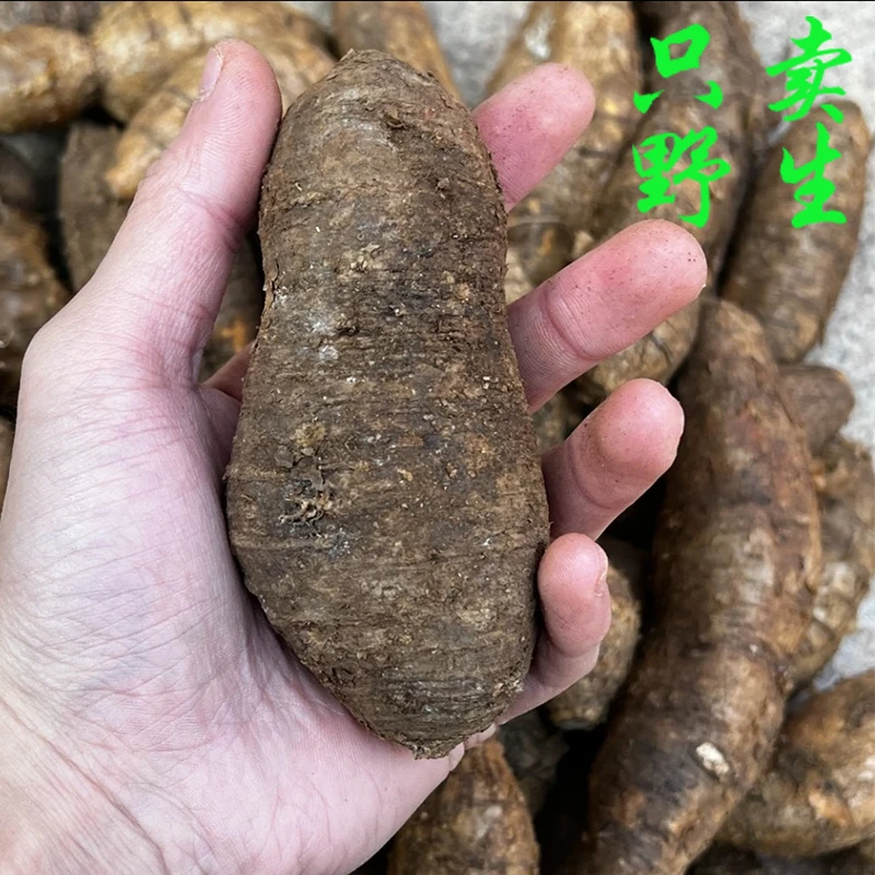 深山牛大力野生新鲜粉薯正品500g煲汤养身体金钟根中药材泡酒