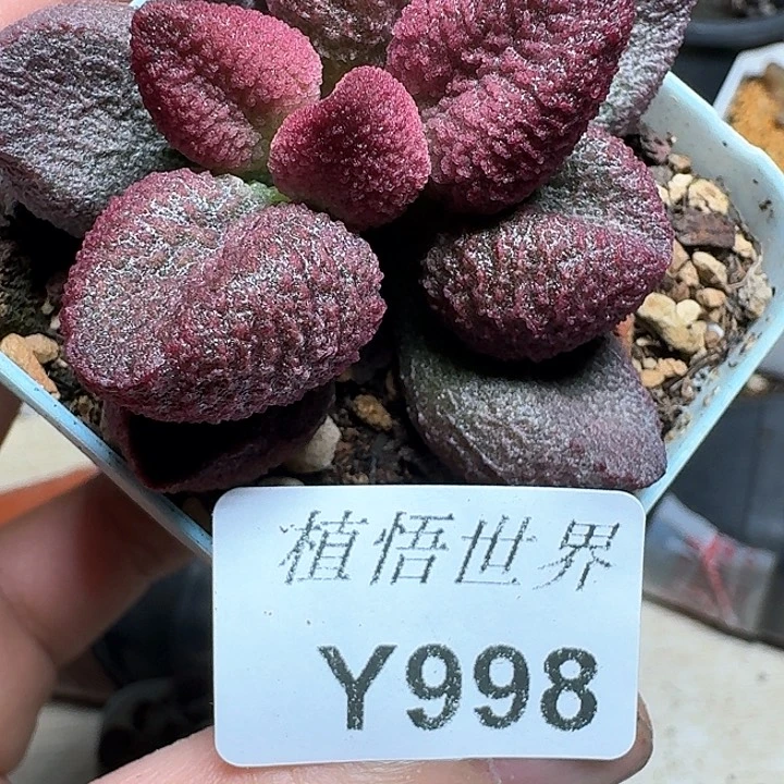 998盒多肉植物哇c f