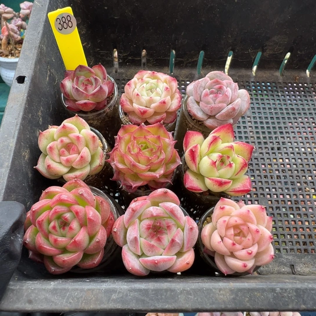 388组合一共9颗带盆土