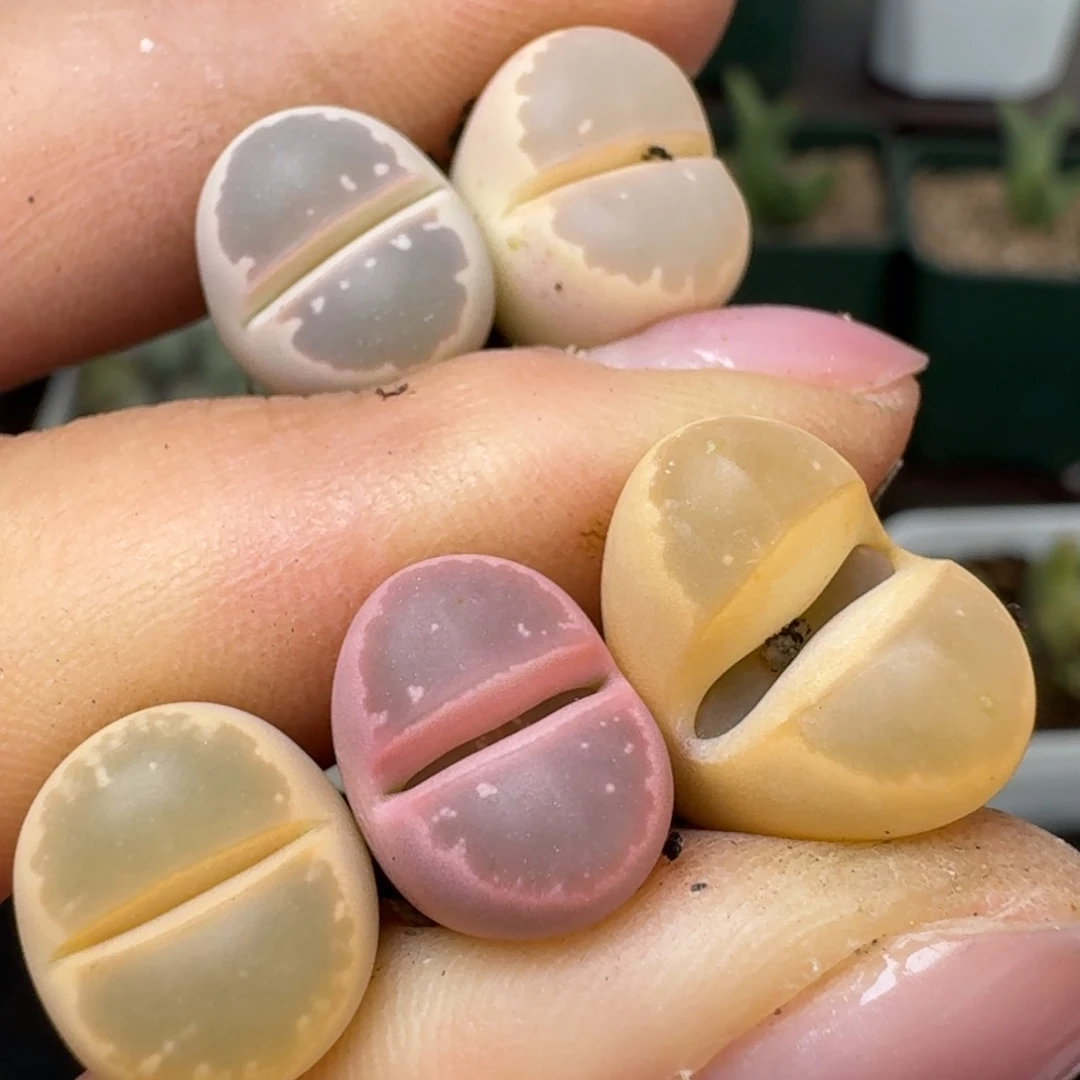 218橄榄00000000000000