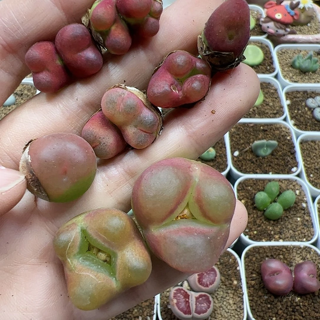 【闪购商品】16 水蜜桃缀化