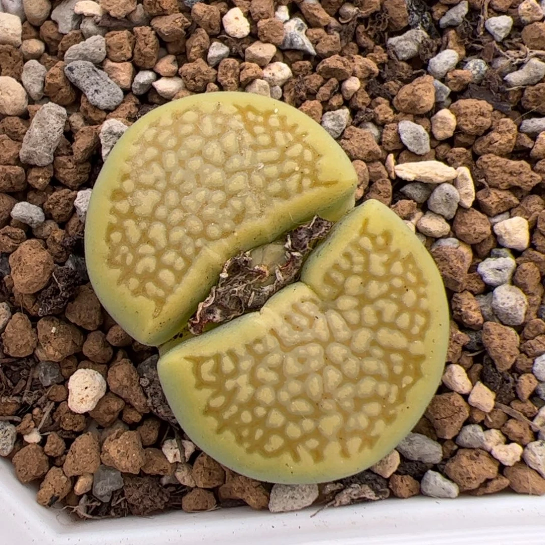 024号绿巴里 多肉植物