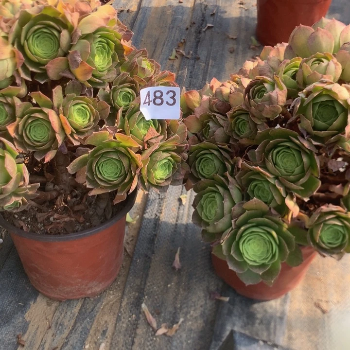思**雅483两个多肉植物组合