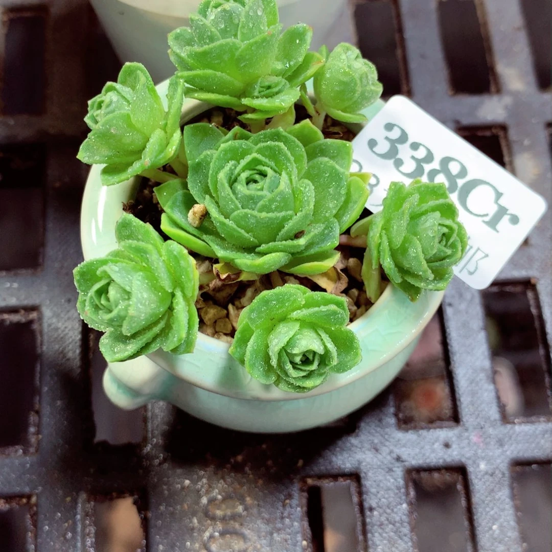 5厘米盆精控多肉植物338