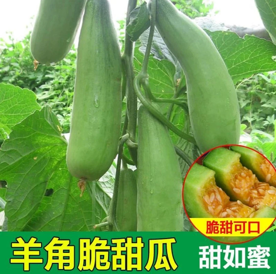羊角蜜种子甜瓜种子家庭小院夏季春季四季简单种植水果种子