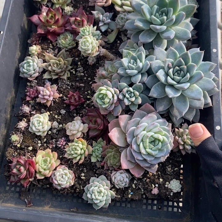 30 多肉植物盆栽花卉