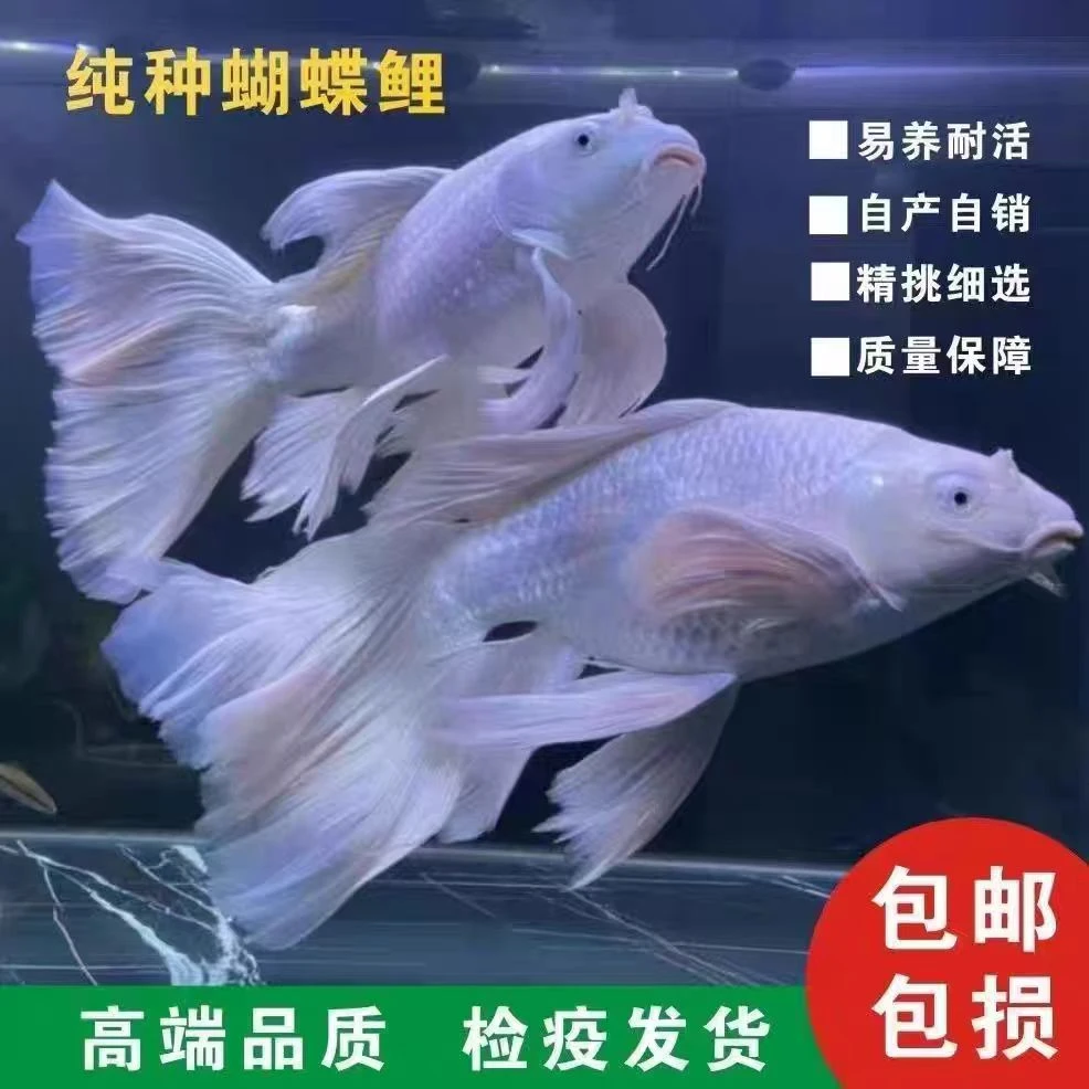 16-20普身蝴蝶鲤冷水观赏鱼石膏白狮头长尾锦鲤活体锦鲤冷水淡水