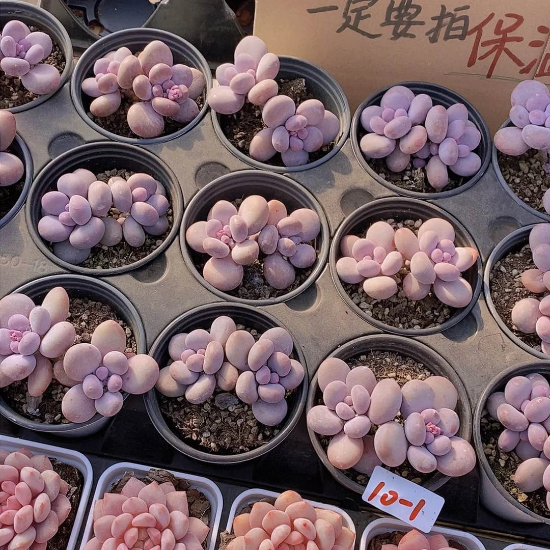 10-1-奶酪双头福利一颗 量拍