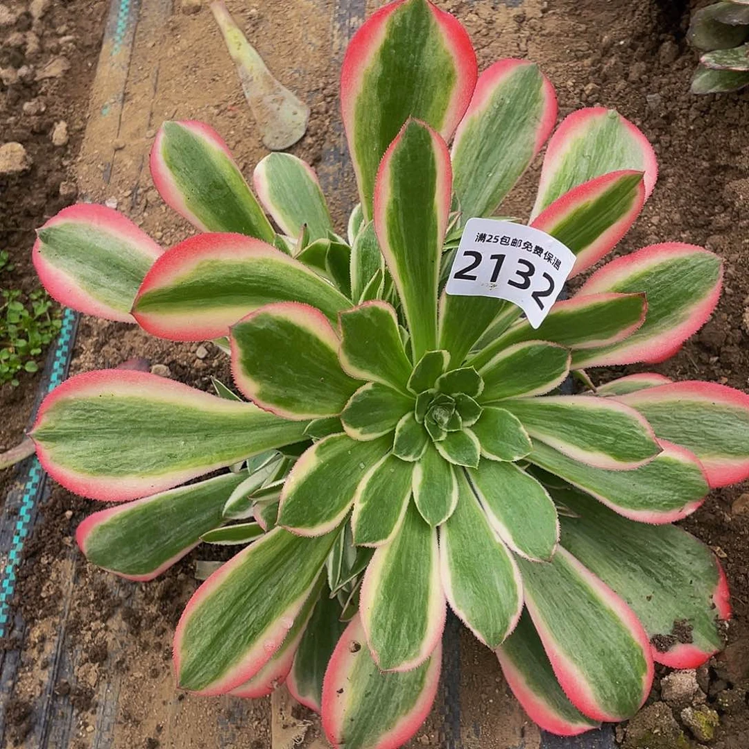 2132妖月多肉植物