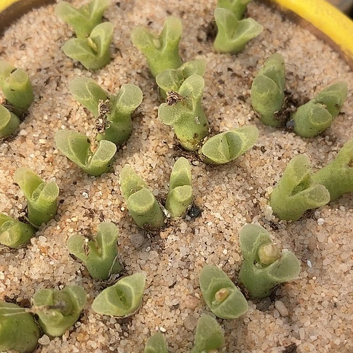 冰风铃双头母本一颗