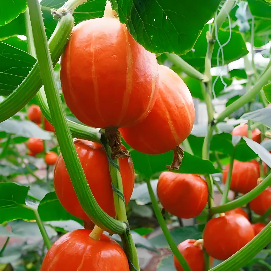 了不得山货   临时链接   非香菇