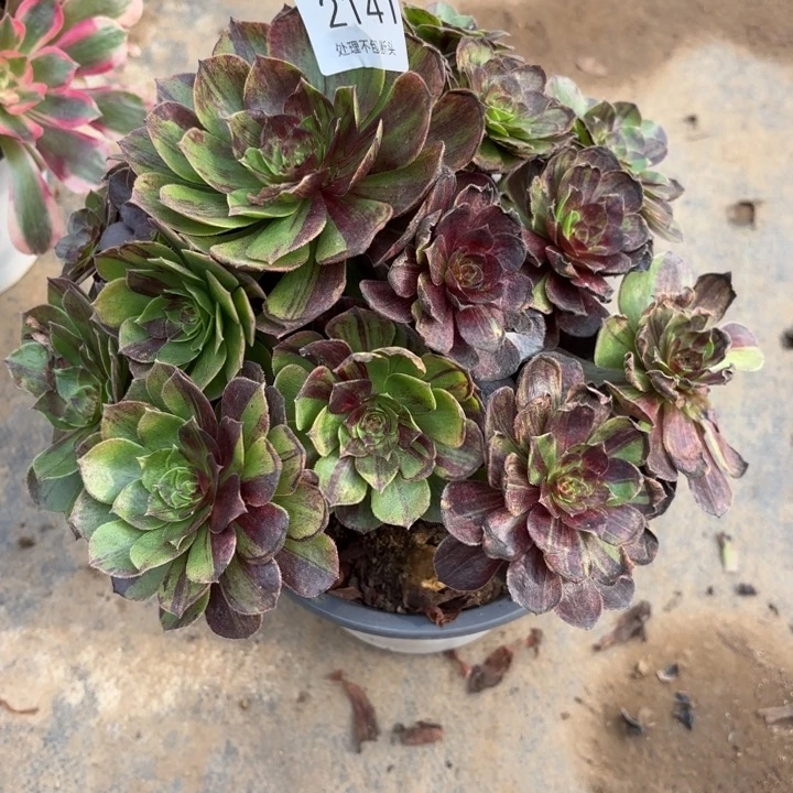 花月夜多肉处理不包断头2141