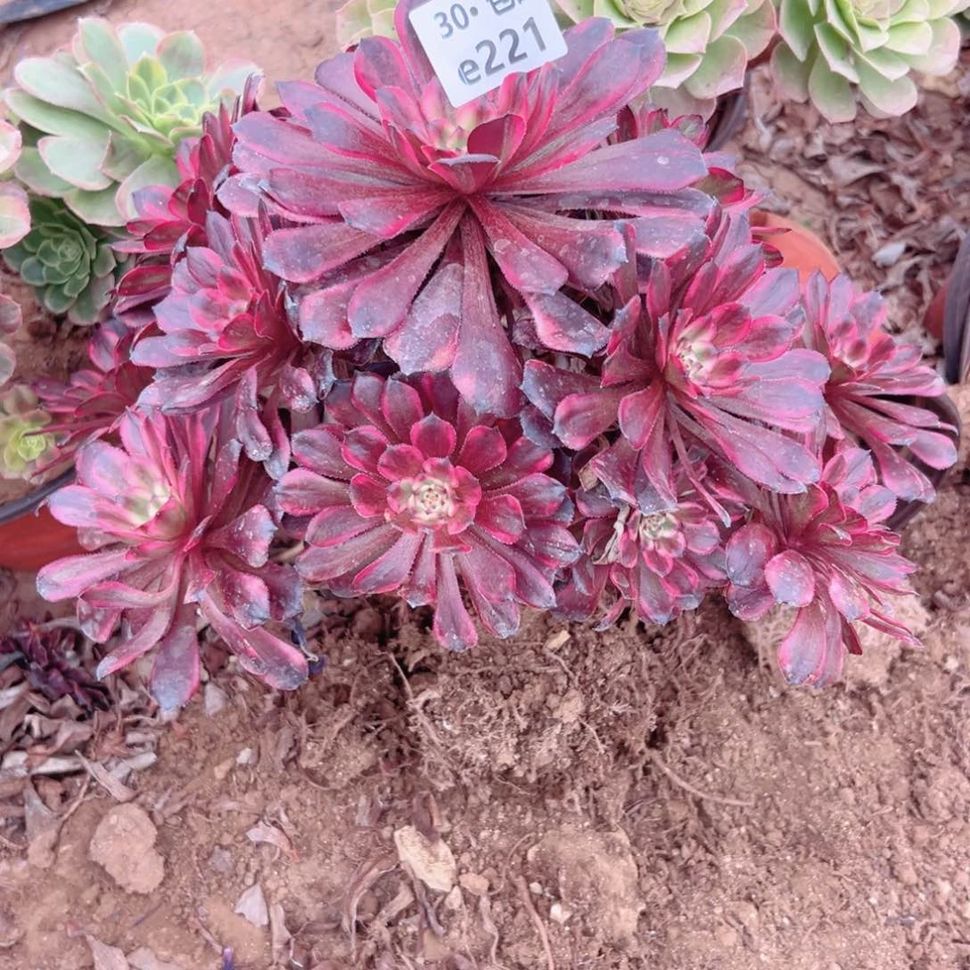 221红金刚多肉法师