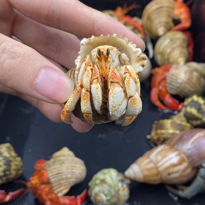 2.3口毛里求斯草莓