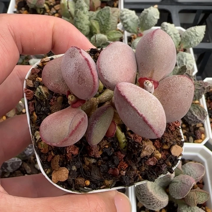 白肌红蛋水泡多肉老桩