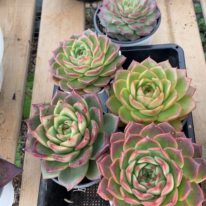 D126- 直播福利 东云五颗