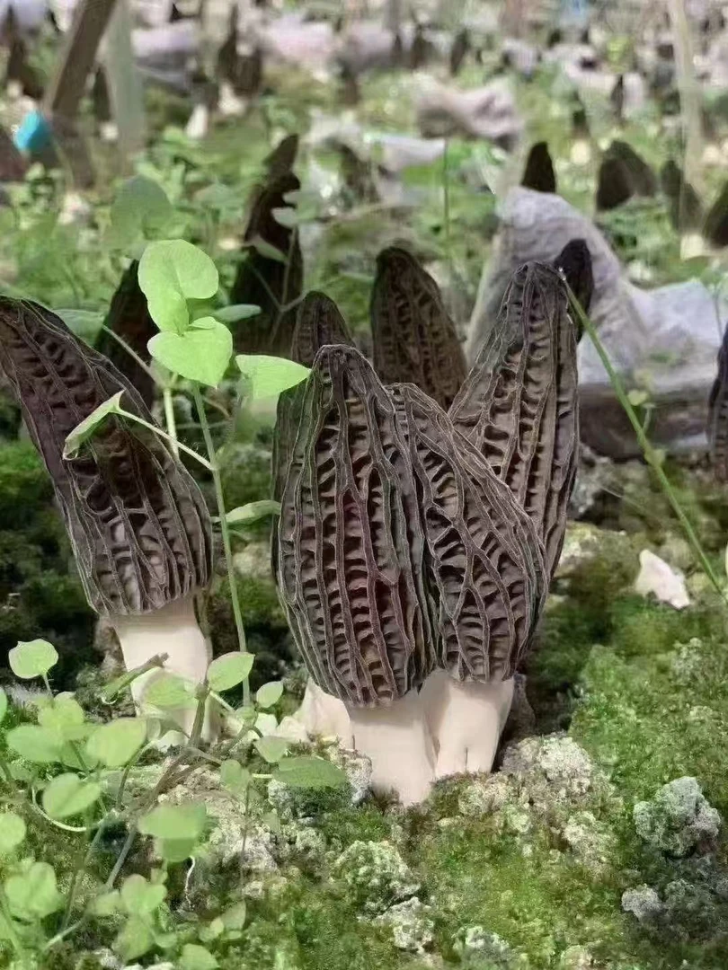 羊肚菌干品，生态种植，鲜美营养，均长4厘米