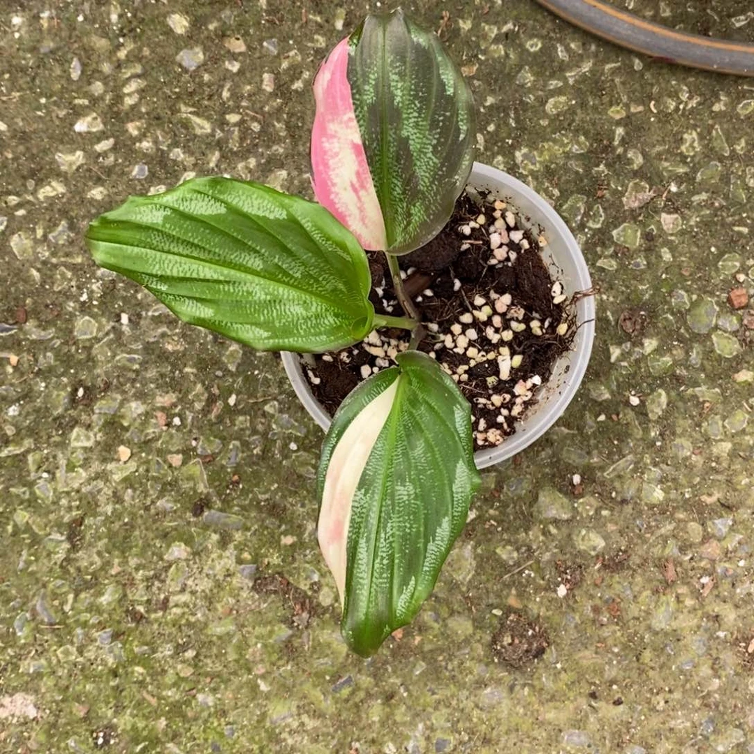 不开花植物孔雀姜锦