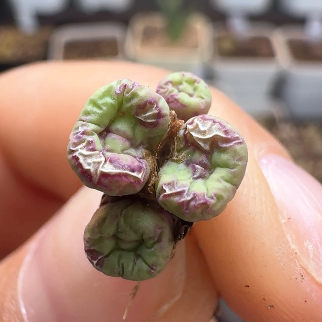 ?****?166一颗福利出