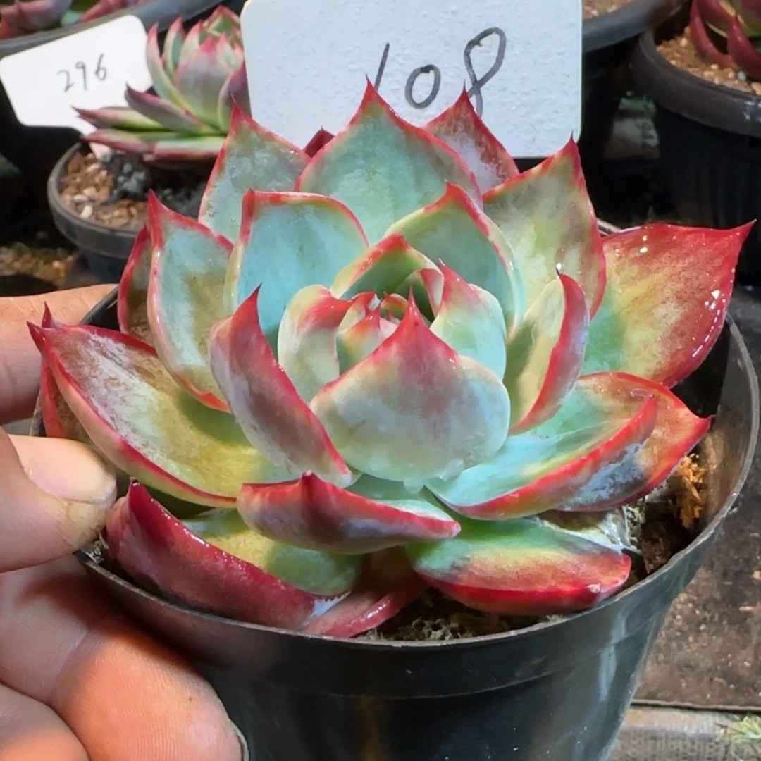 花脸拉丝惊鸿一物一拍包装收缩花108