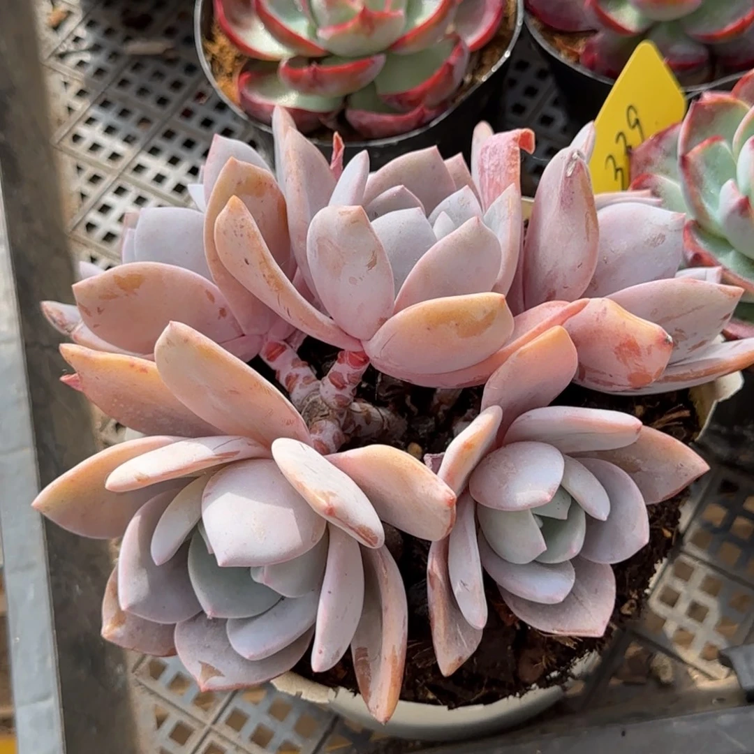 红茶一物一拍包装收缩花旱