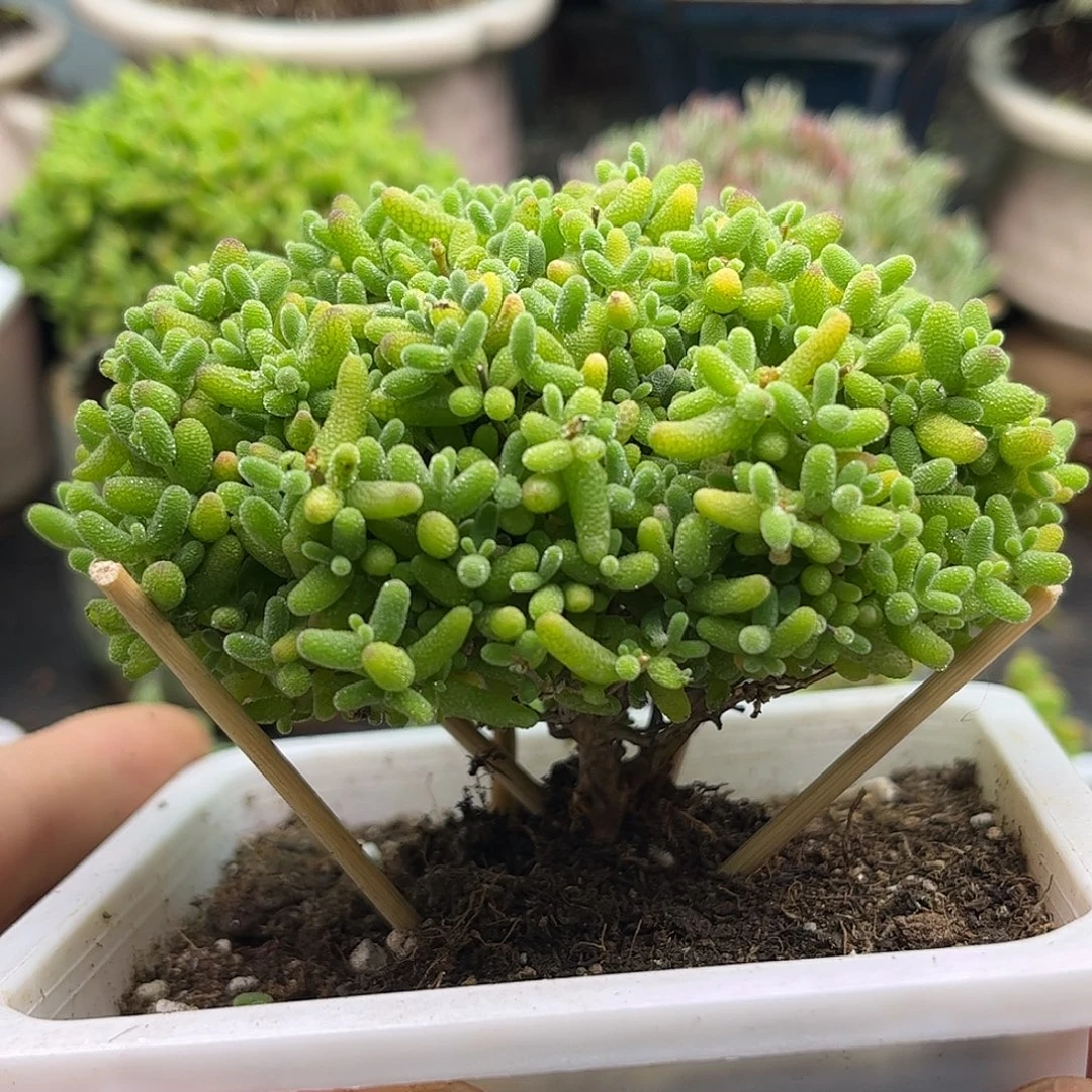 24蜜桔优选枝干番杏