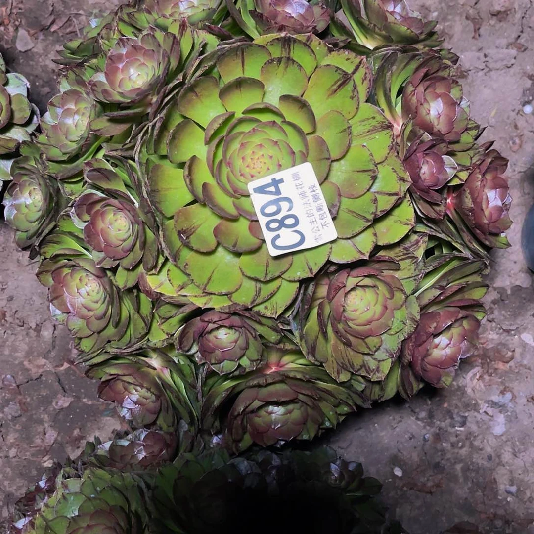 法师法师14-25包邮法师