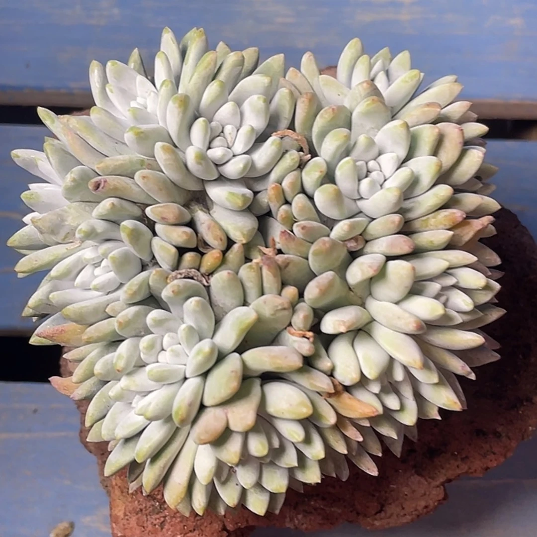 【闪购商品】法姆老庄