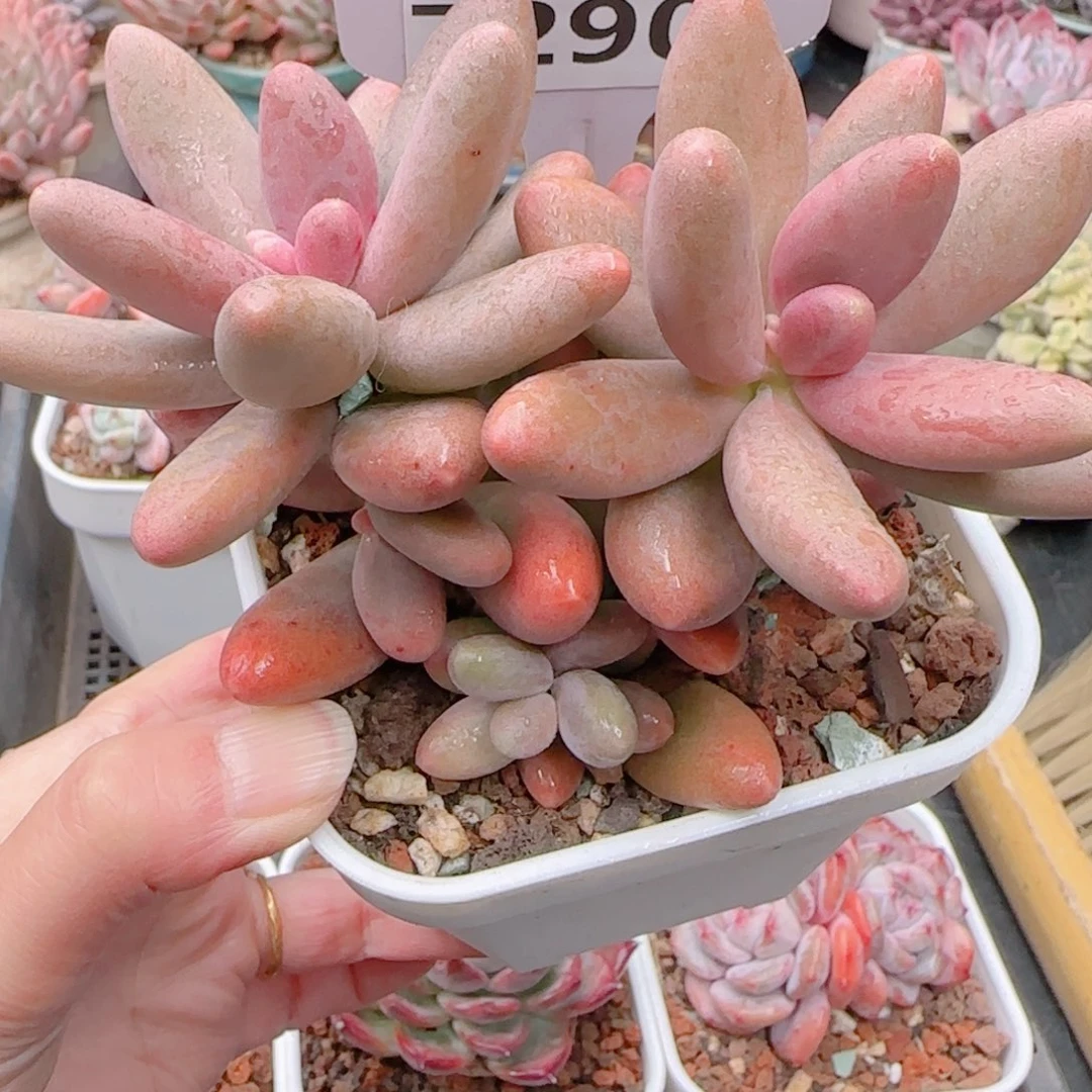 多肉植物7290……………