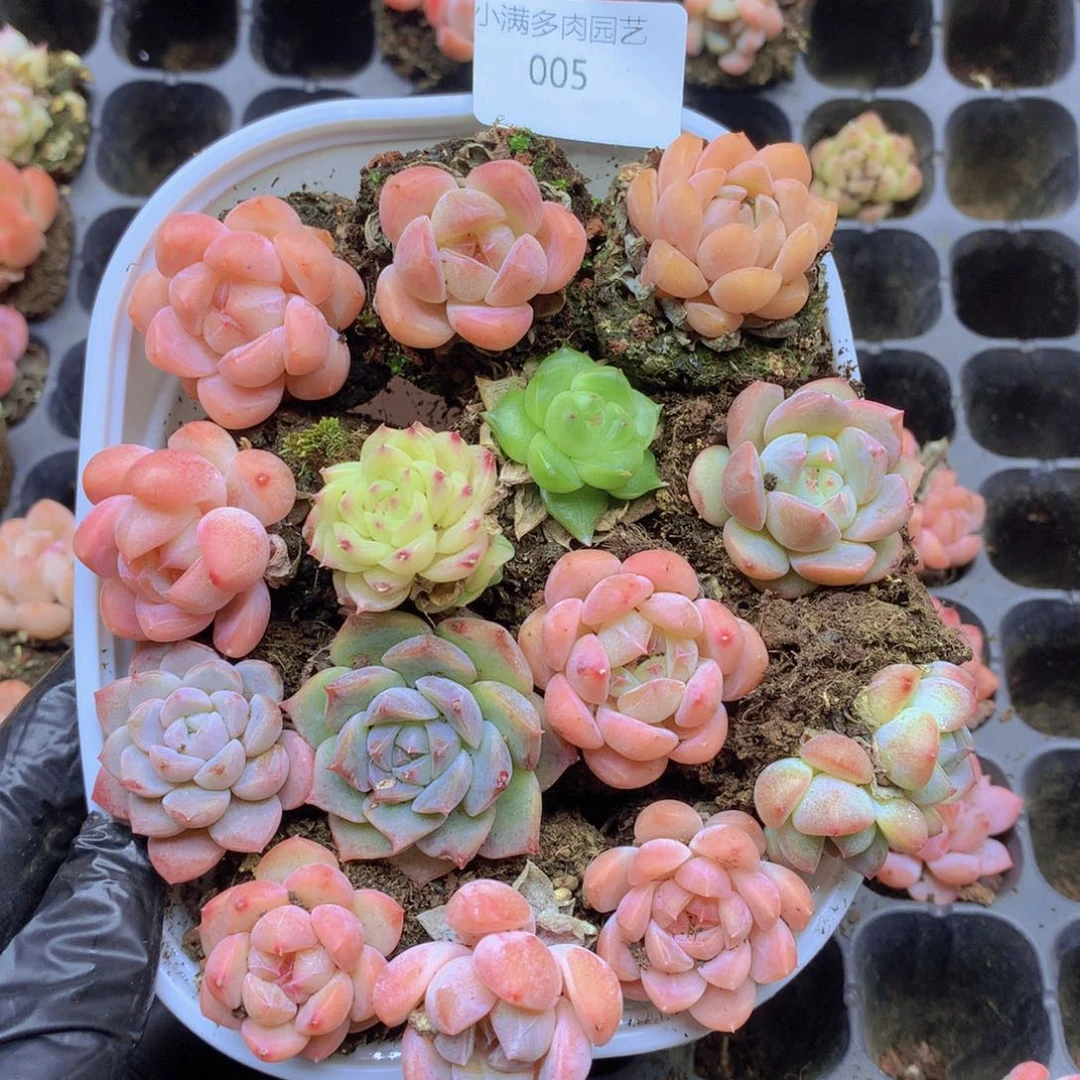 去，咯下雨模样005